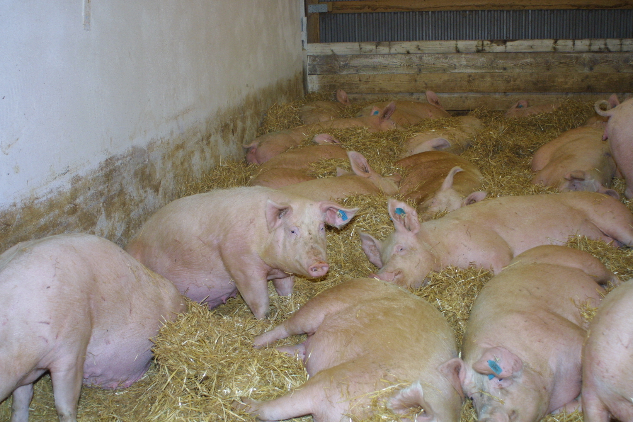 Themen rund um die Schweinehaltung werden beleuchtet