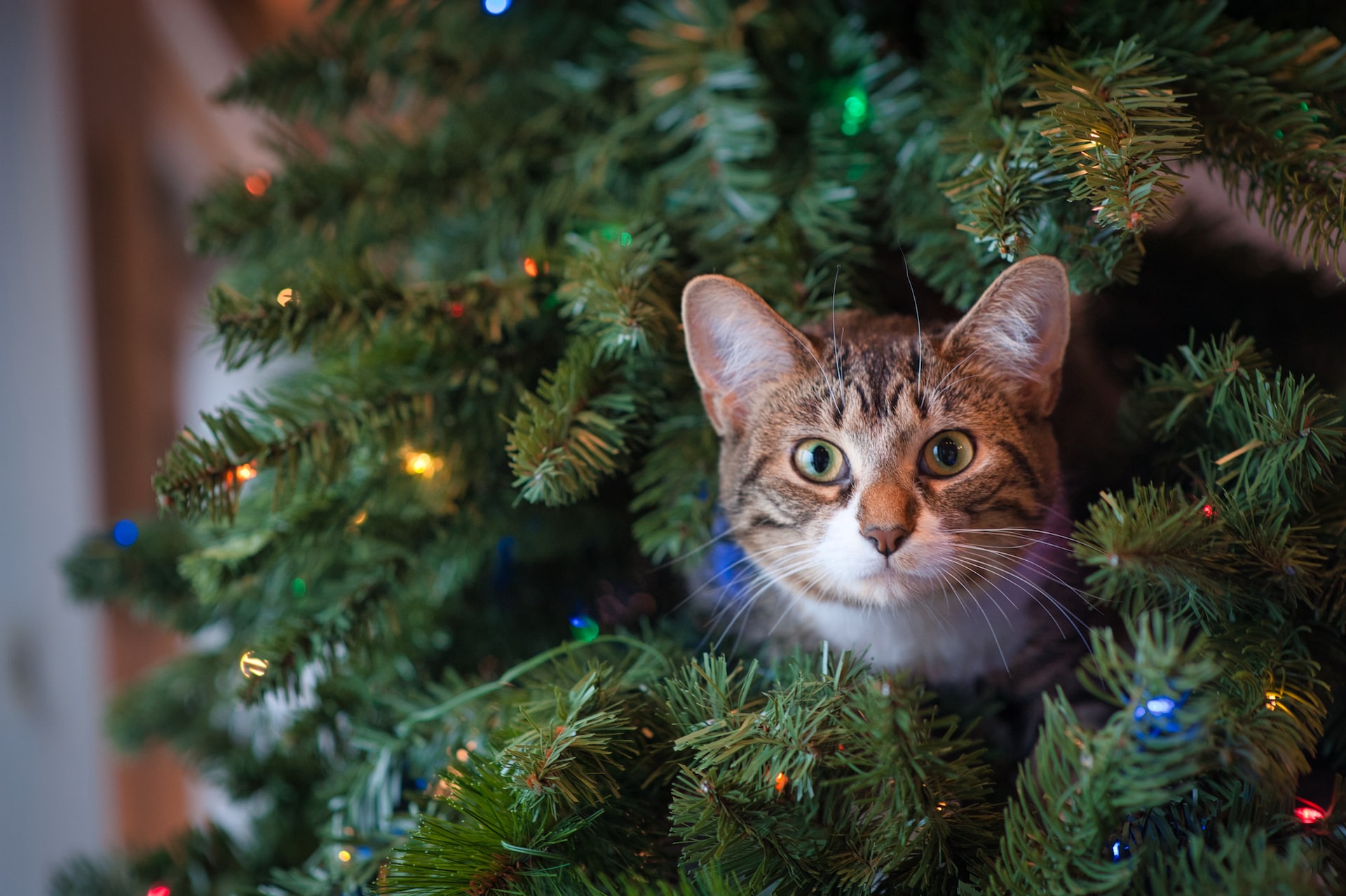 Erst unterm Weihnachtsbaum, dann im Tierheim - Hunde, Katzen und Kleintiere sind keine Geschenke 